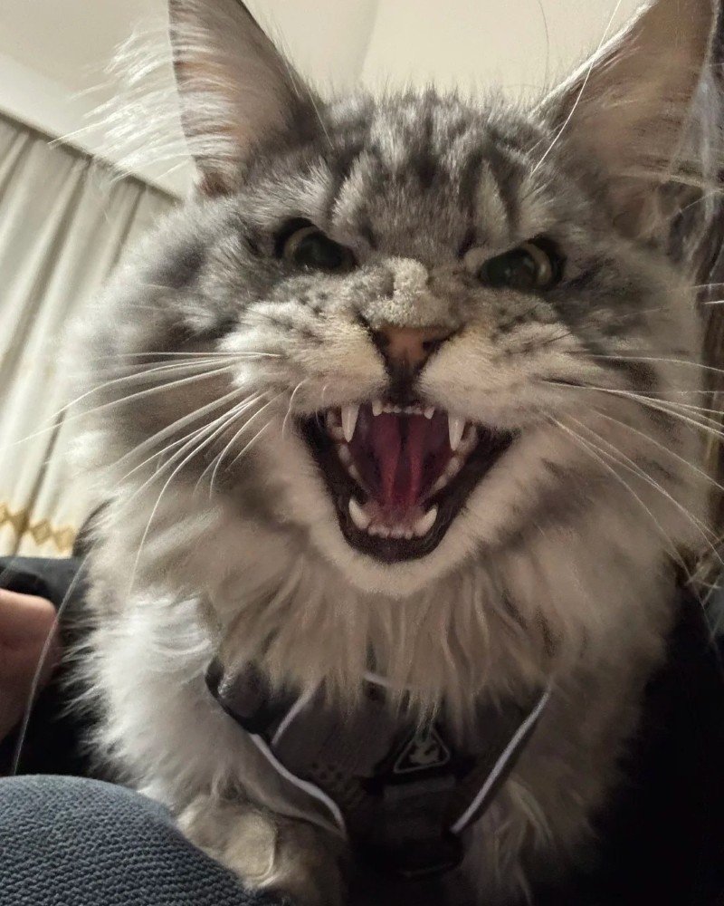 mèo tức giận 25