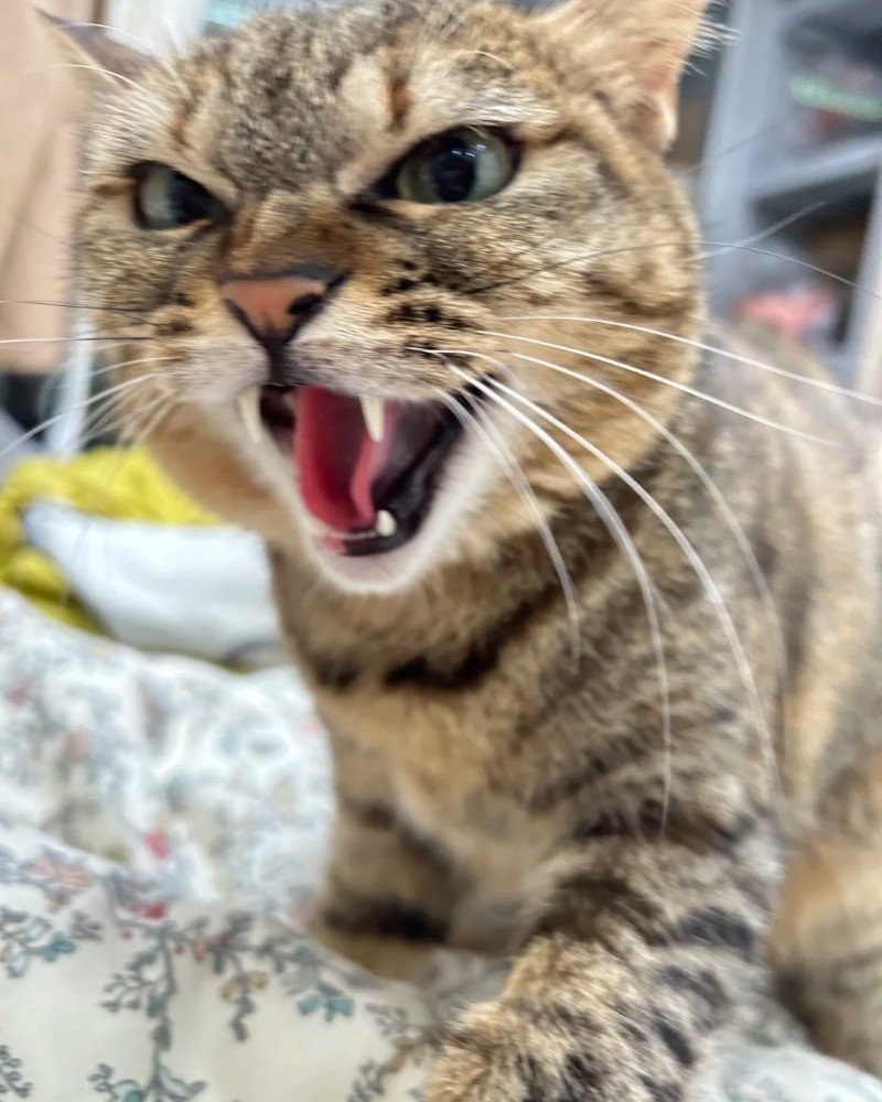mèo tức giận 26