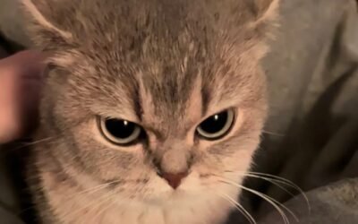 177+ Ảnh Mèo Tức Giận – Biểu Cảm Cáu Kỉnh Đáng Yêu