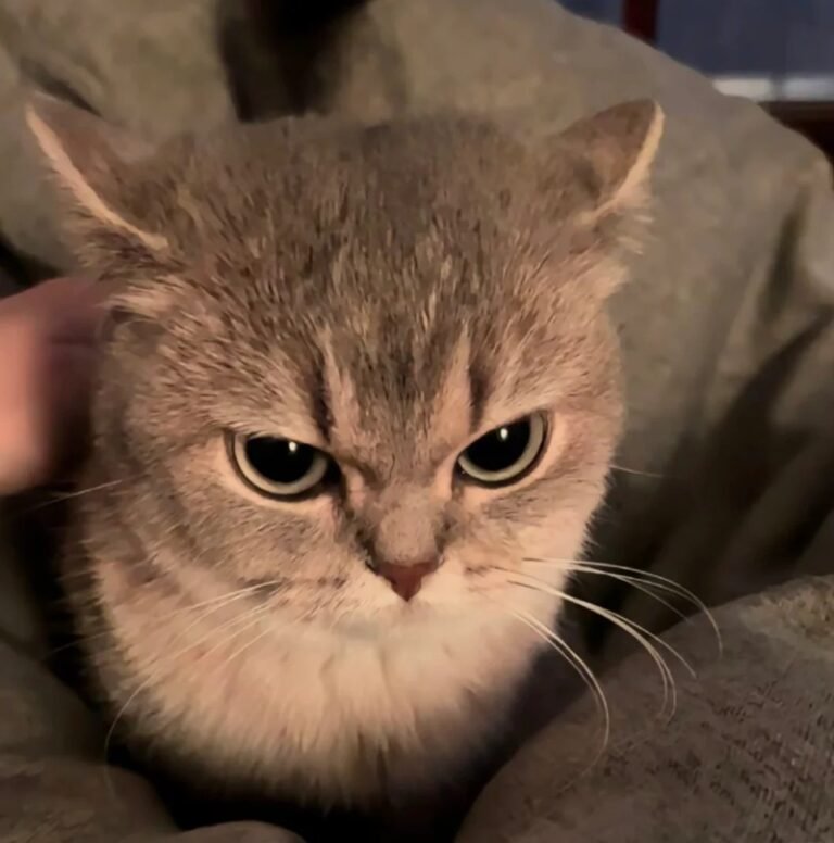 177+ Ảnh Mèo Tức Giận – Biểu Cảm Cáu Kỉnh Đáng Yêu