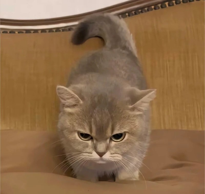 mèo tức giận 29