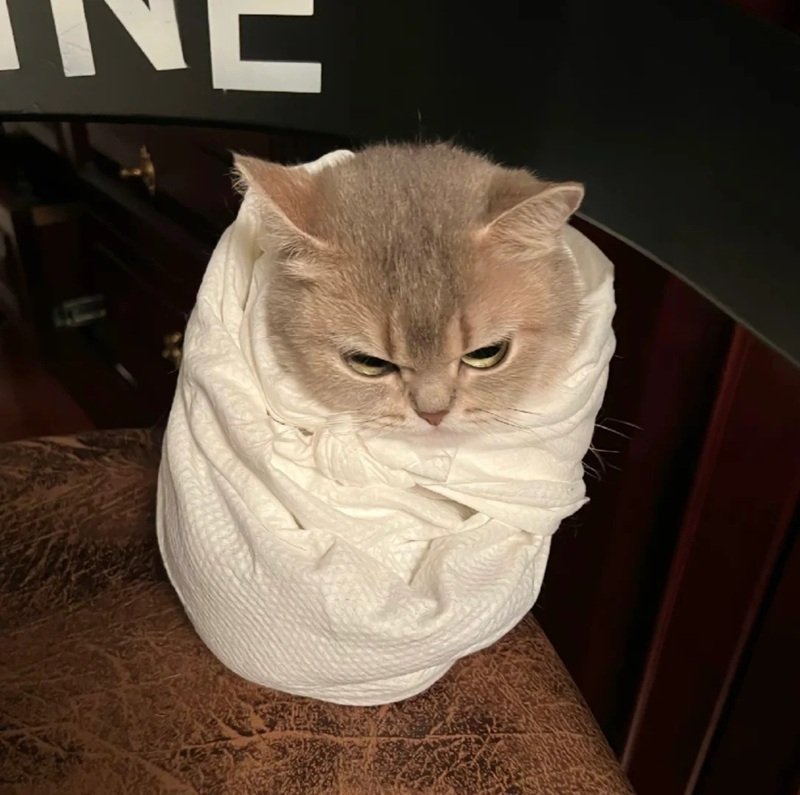 mèo tức giận 30