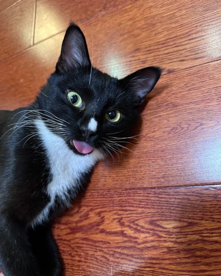 Mèo Tuxedo – Sang Trọng, Thông Minh Và Đầy Cá Tính