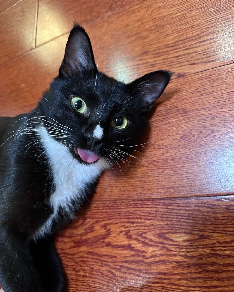 Mèo Tuxedo – Sang Trọng, Thông Minh Và Đầy Cá Tính