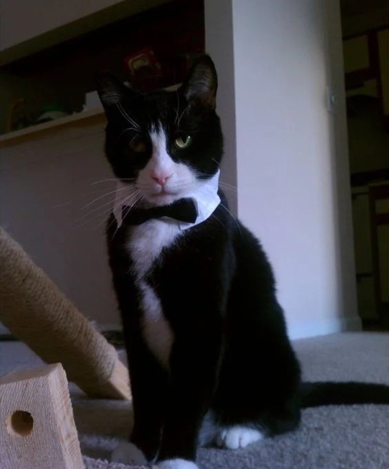 mèo tuxedo 19
