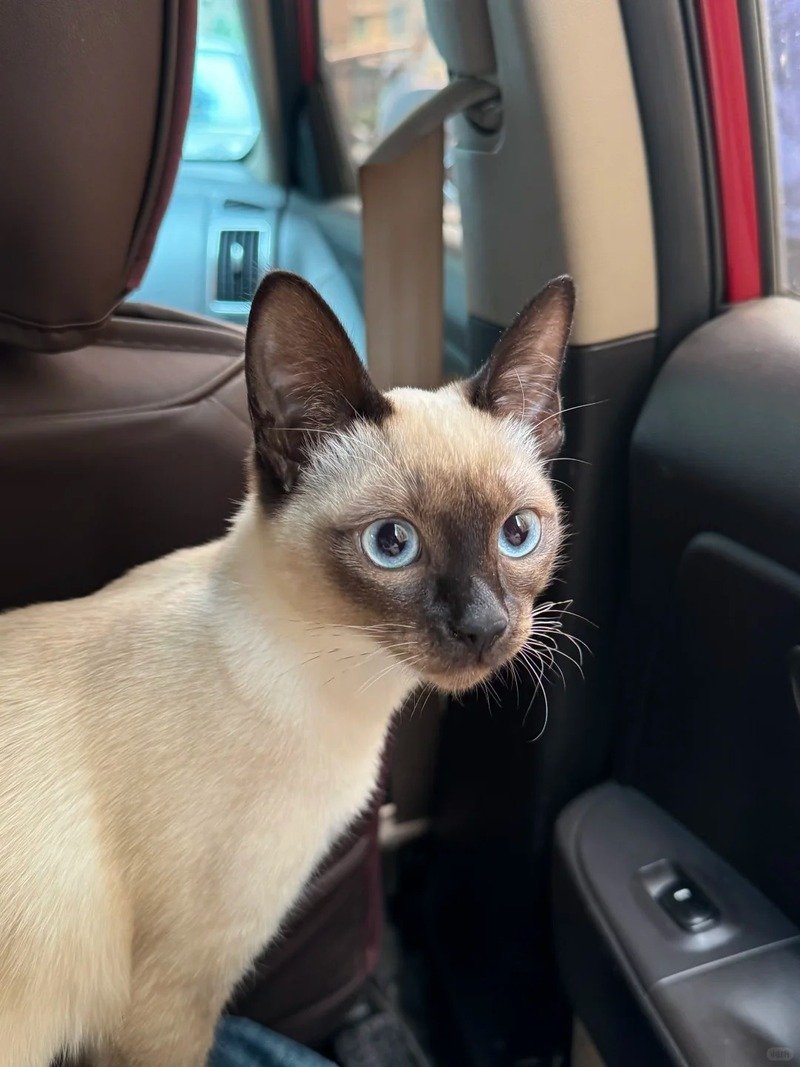 Hình nền mèo Xiêm cute