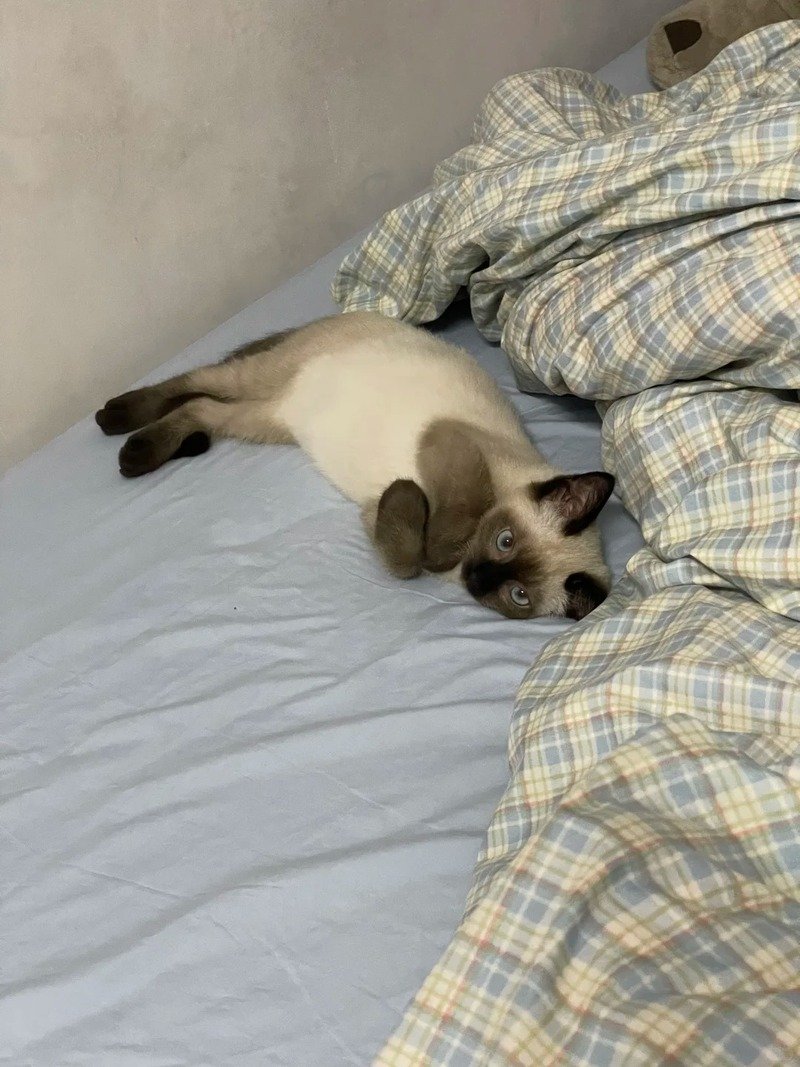 Hình ảnh mèo Xiêm đang chơi đùa