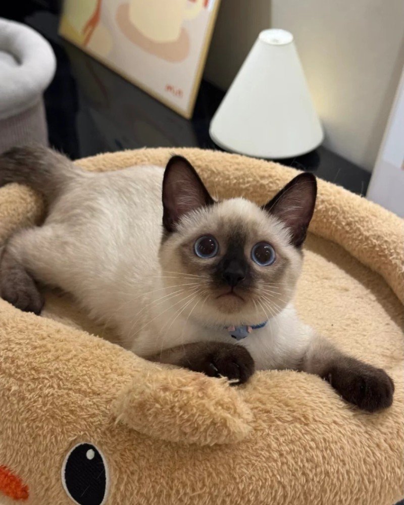 Mèo Xiêm – Thông Minh, Tình Cảm Và Rất Biết “Nói”