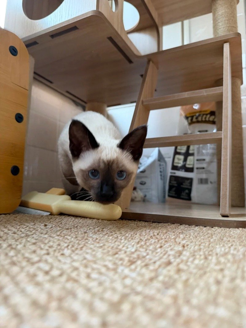Mèo Xiêm cute với khuôn mặt dễ thương