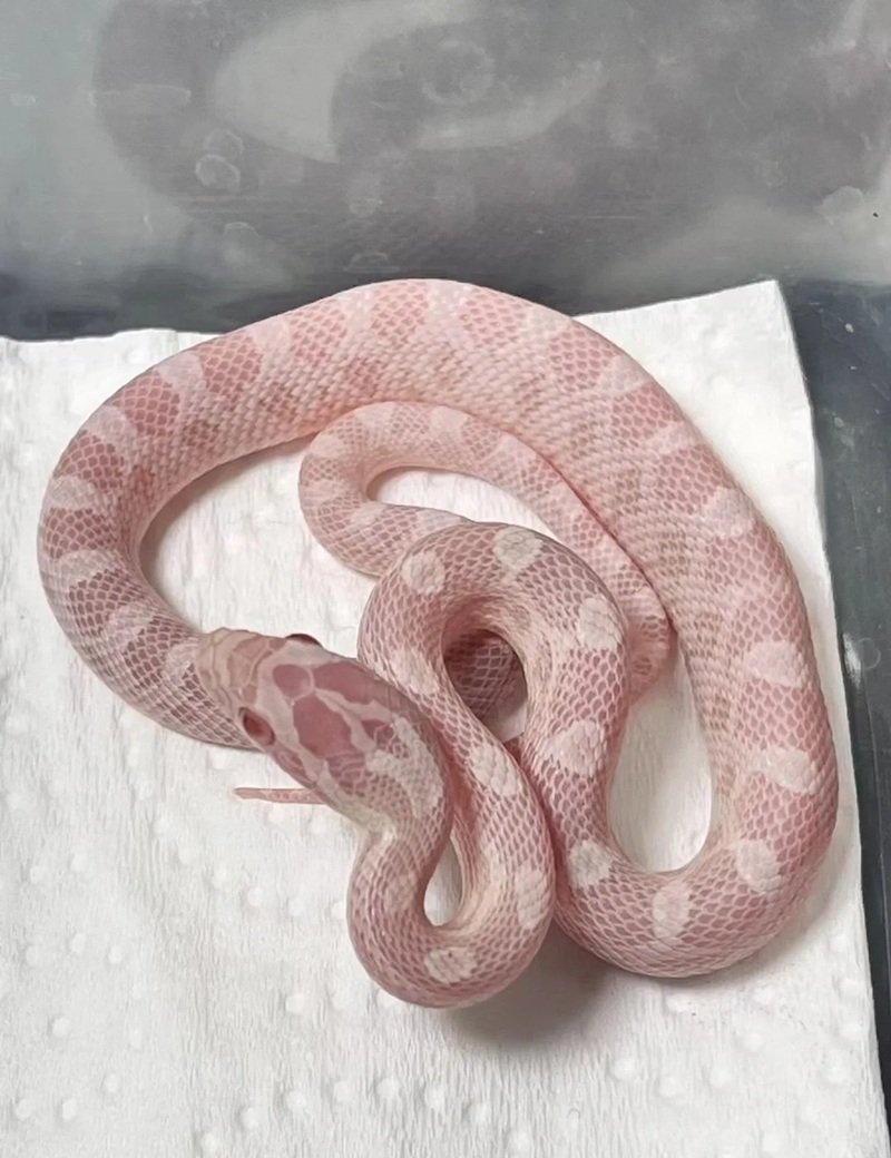 rắn bạch tạng 1