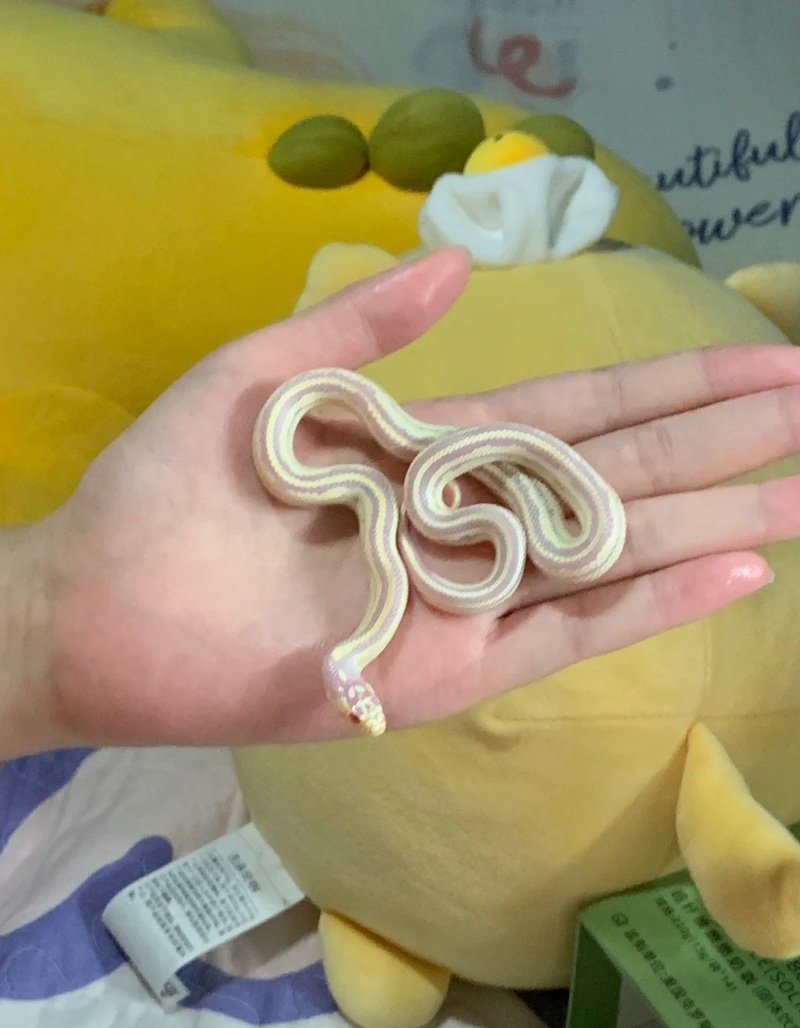 rắn bạch tạng 10