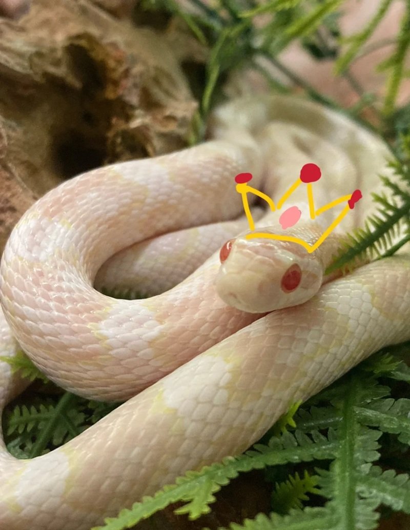 rắn bạch tạng 11