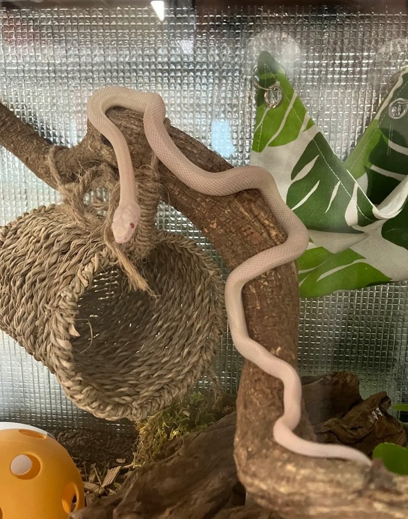 rắn bạch tạng 12