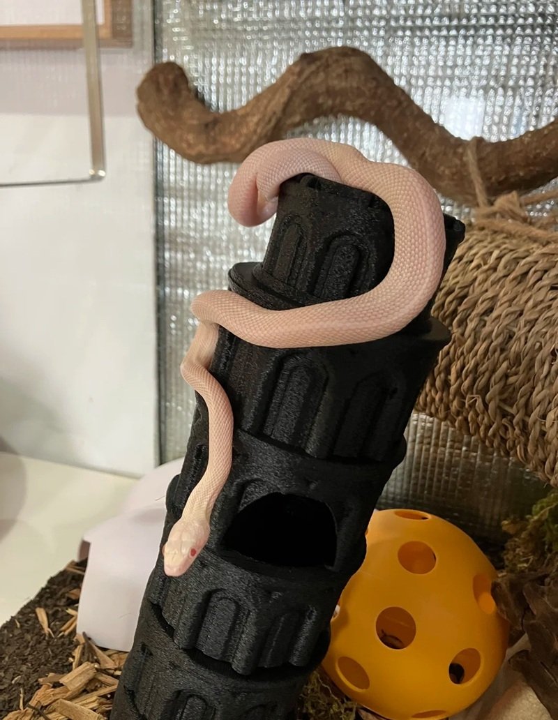 rắn bạch tạng 13