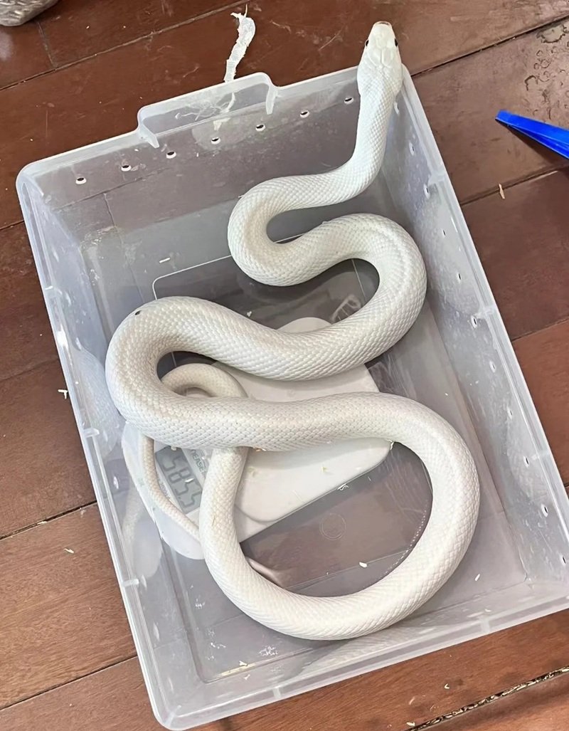 rắn bạch tạng 14