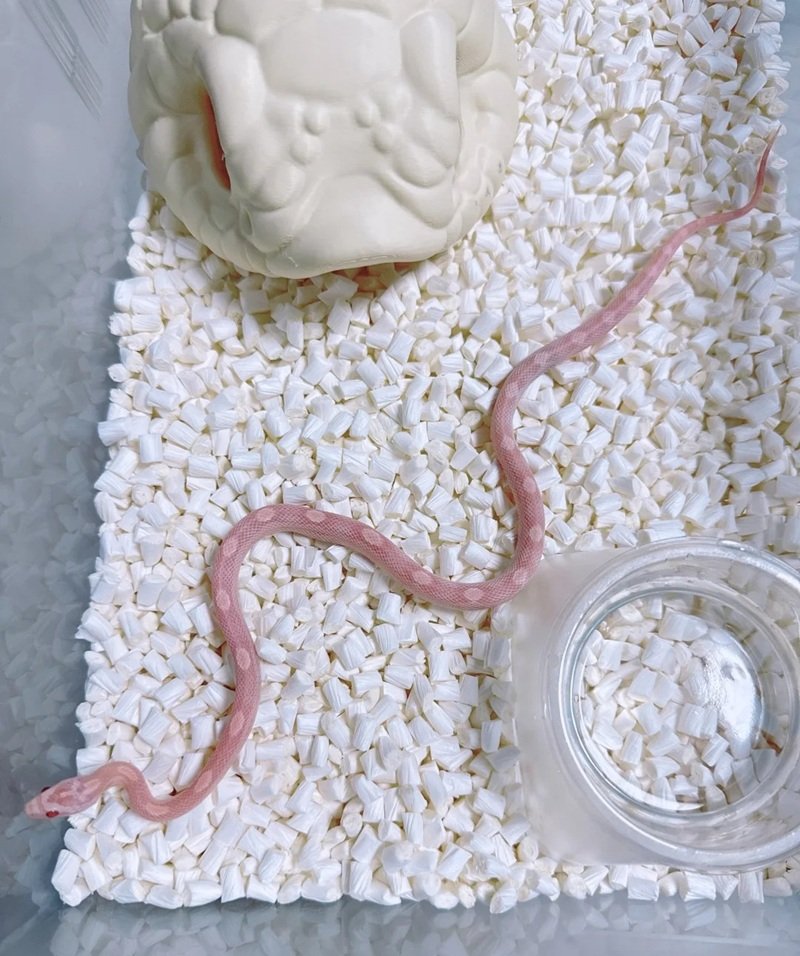 rắn bạch tạng 16