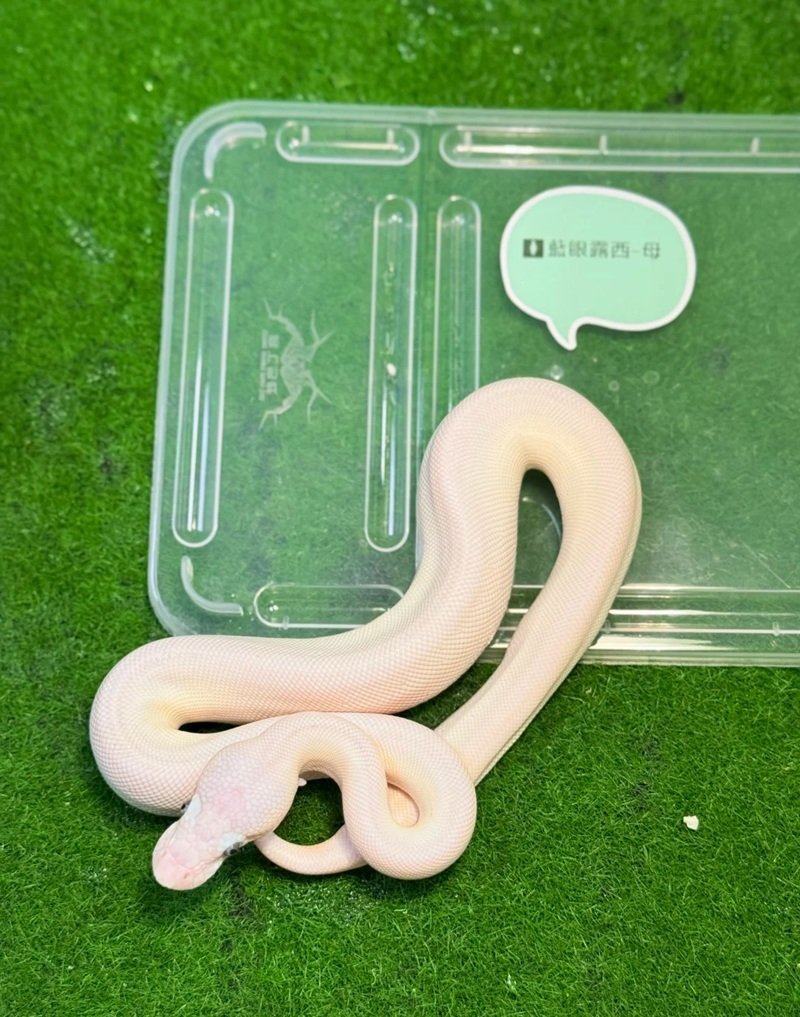 rắn bạch tạng 17