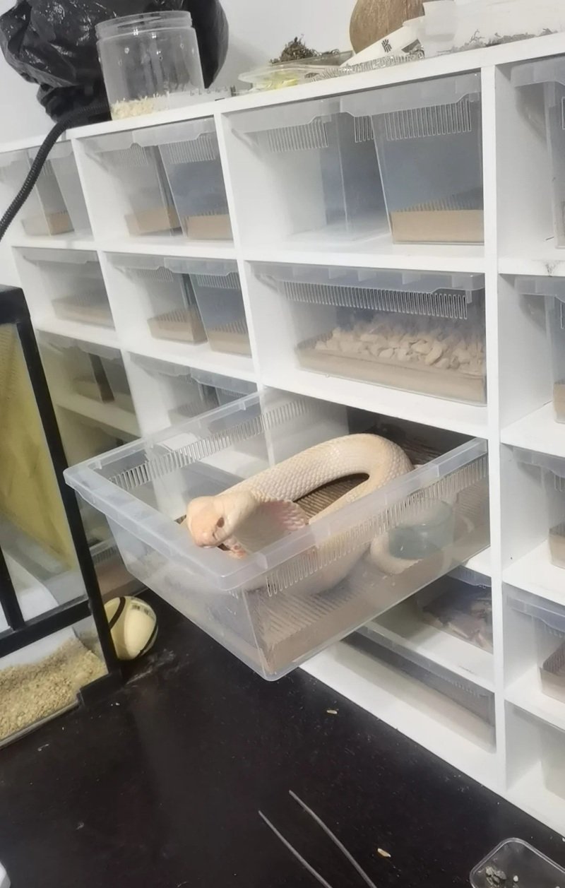 rắn bạch tạng 18