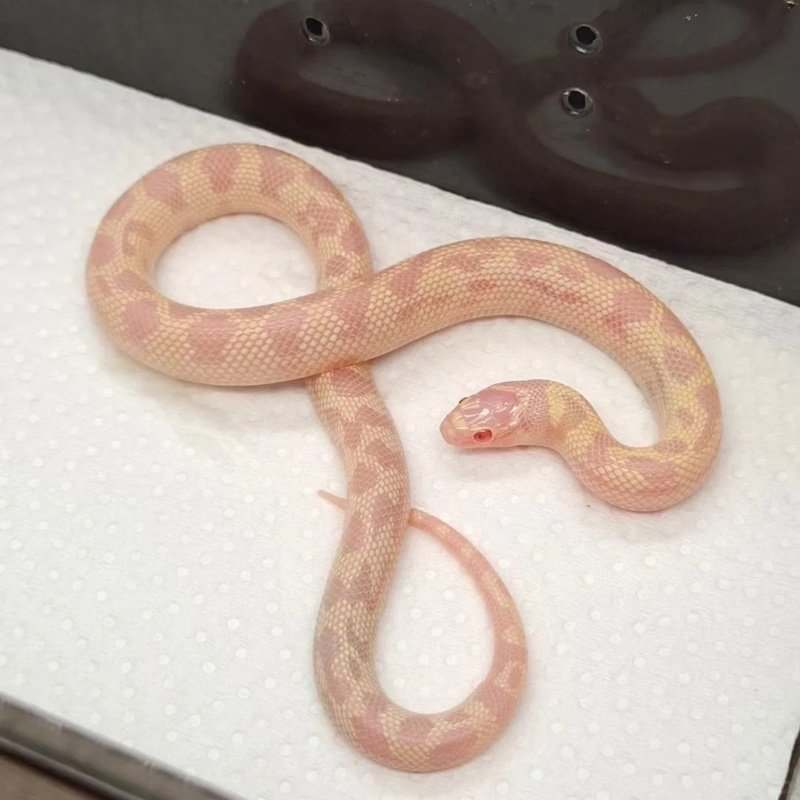 rắn bạch tạng 19