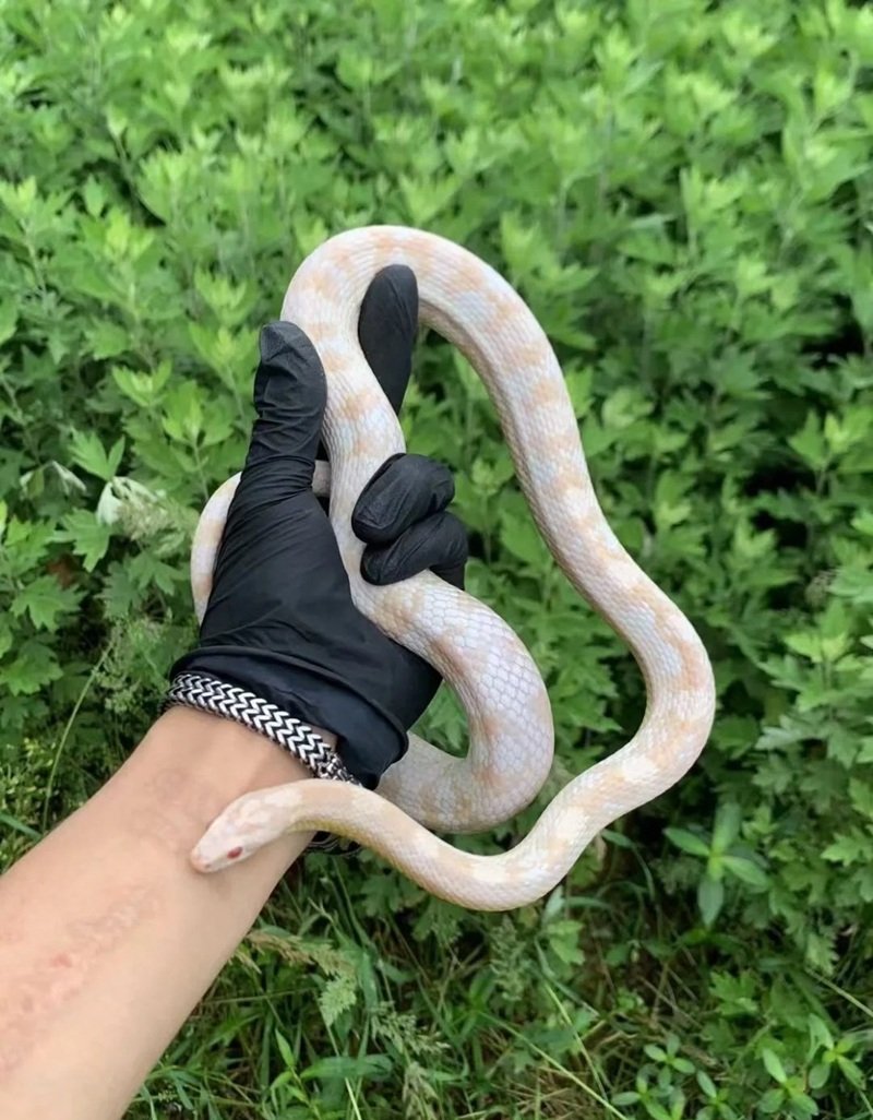 rắn bạch tạng 2