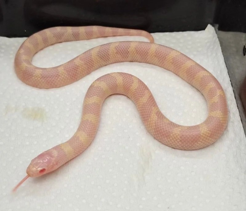 rắn bạch tạng 20