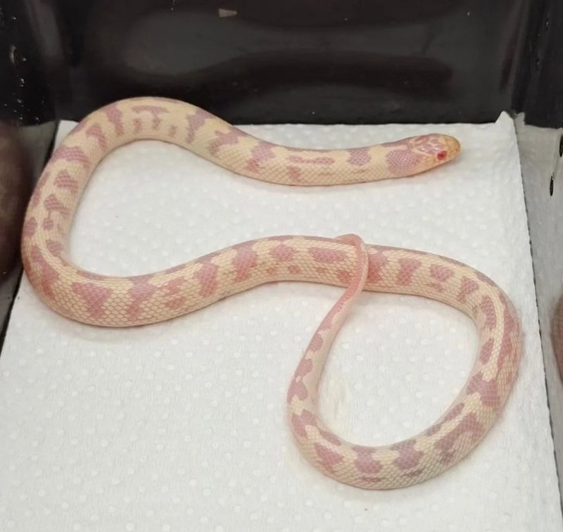 rắn bạch tạng 21