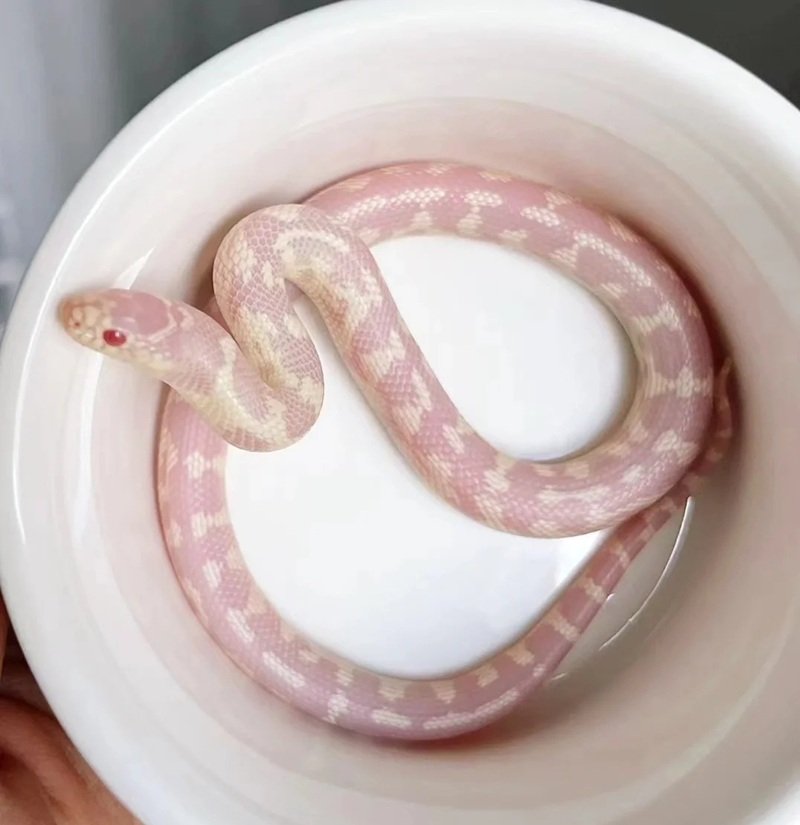 rắn bạch tạng 22