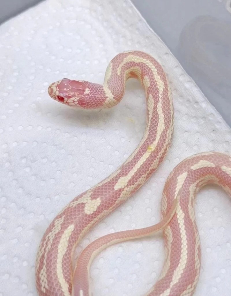 rắn bạch tạng 24