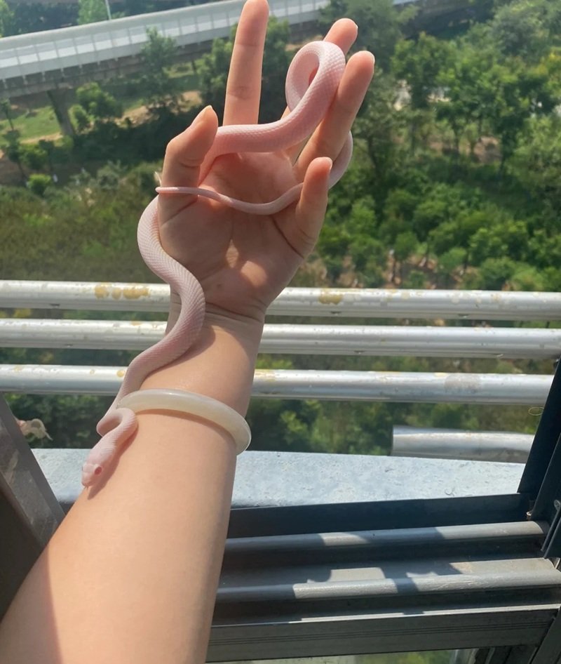 rắn bạch tạng 26