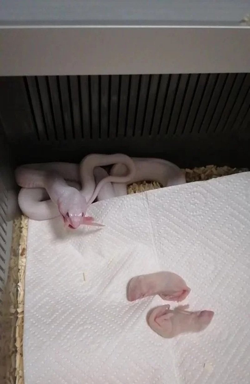 rắn bạch tạng 27