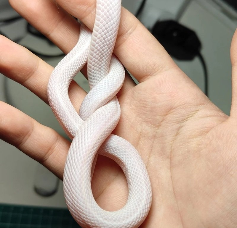 rắn bạch tạng 28