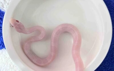 Rắn bạch tạng: Hiện tượng hiếm gặp và những điều cần biết