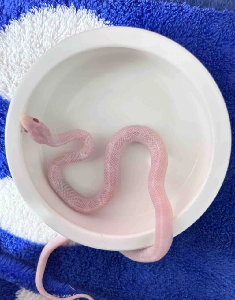 Rắn bạch tạng: Hiện tượng hiếm gặp và những điều cần biết