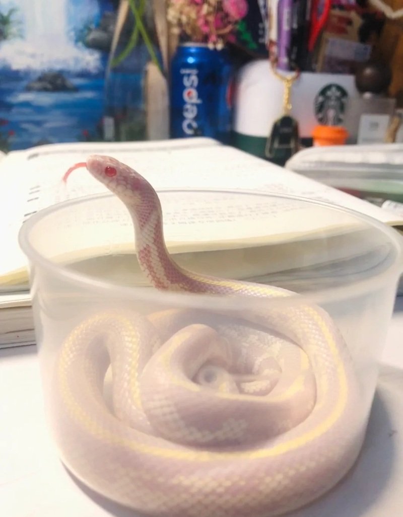 rắn bạch tạng 3