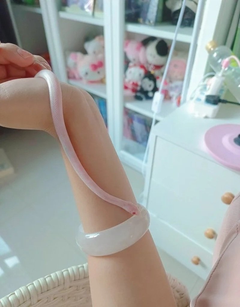 rắn bạch tạng 30