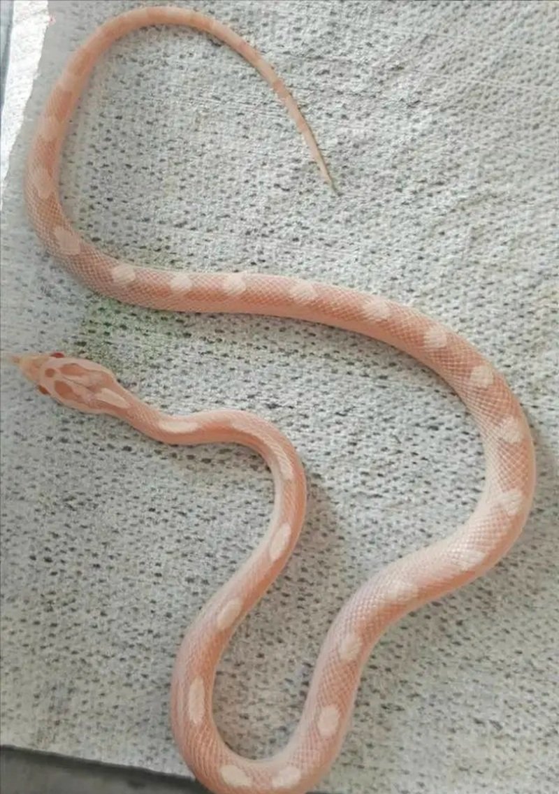 rắn bạch tạng 31