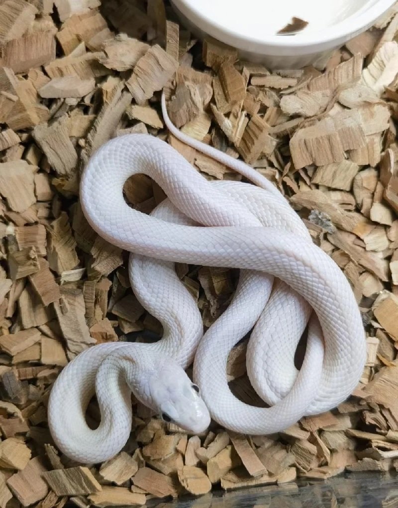 rắn bạch tạng 32