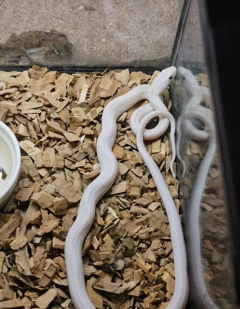 rắn bạch tạng 33