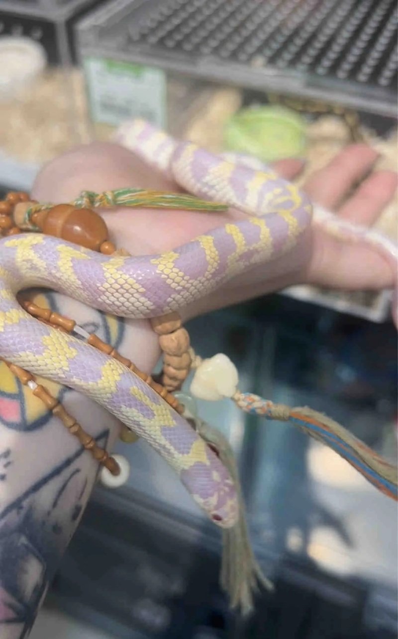 rắn bạch tạng 4