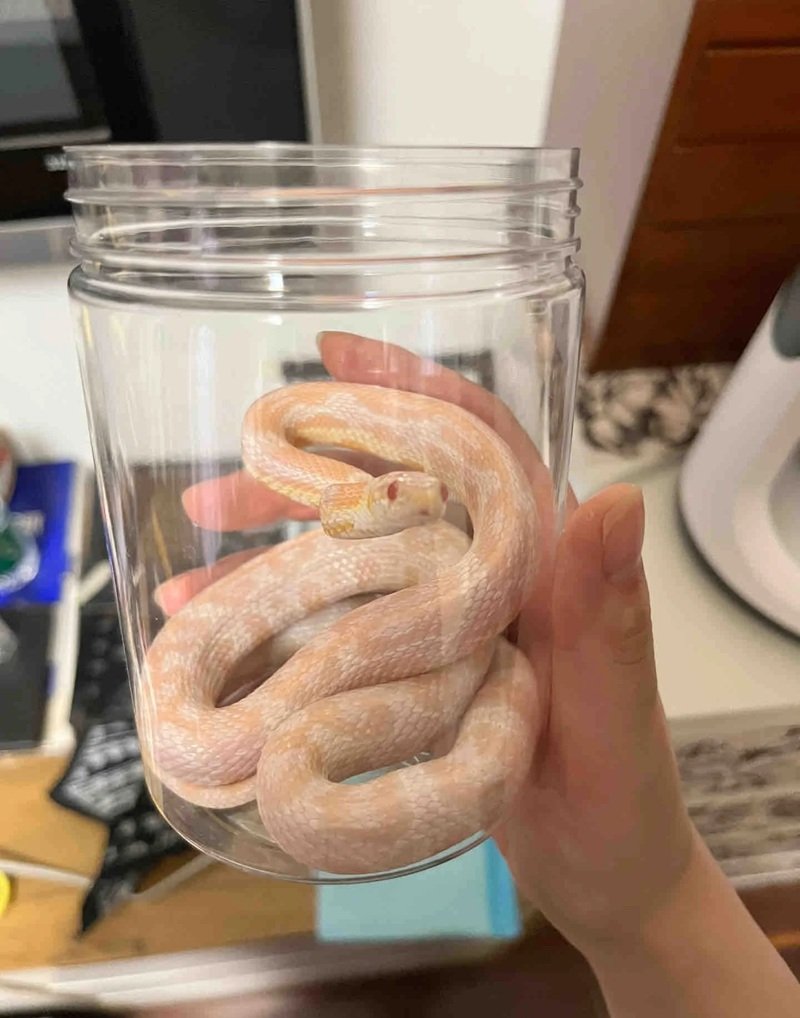 rắn bạch tạng 5