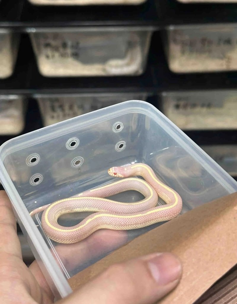 rắn bạch tạng 6