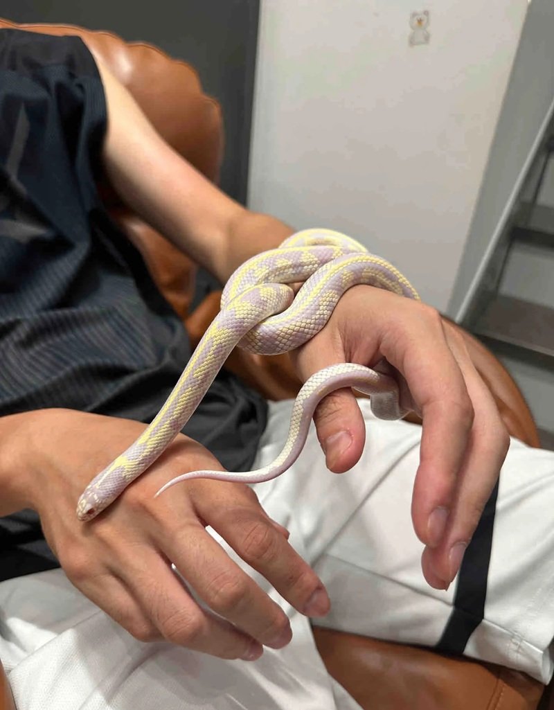 rắn bạch tạng 7