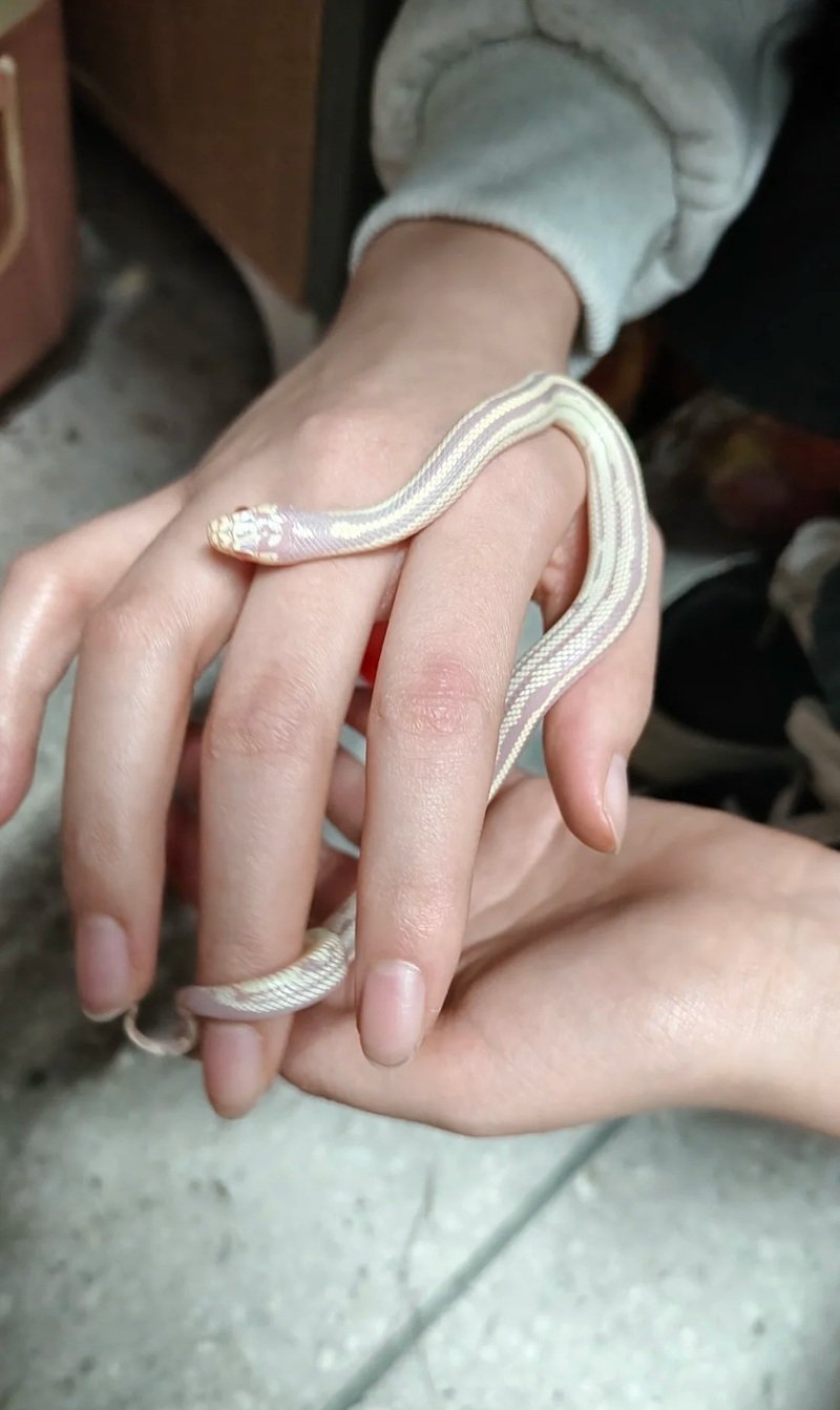 rắn bạch tạng 8