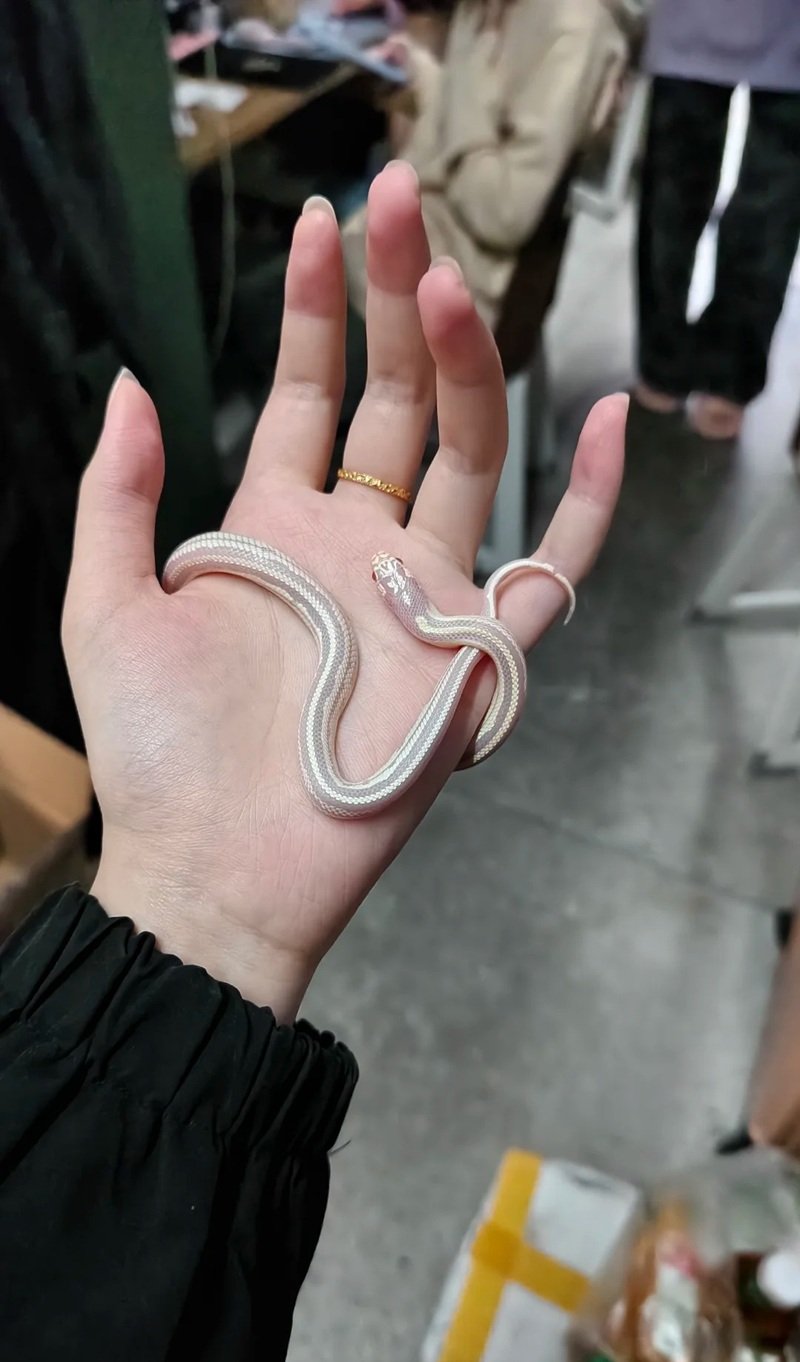 rắn bạch tạng 9