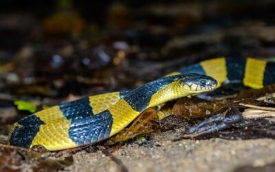 Rắn cạp nia là gì? Đặc điểm, mức độ nguy hiểm và cách xử lý