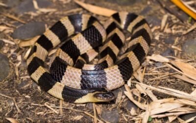 Rắn cạp nong nguy hiểm đến mức nào? Những điều cần biết