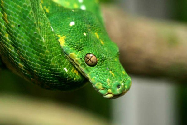 rắn chàm quạt 14