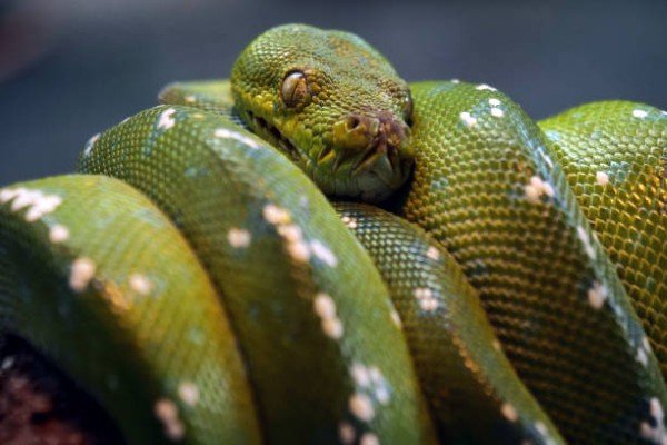 rắn chàm quạt 15