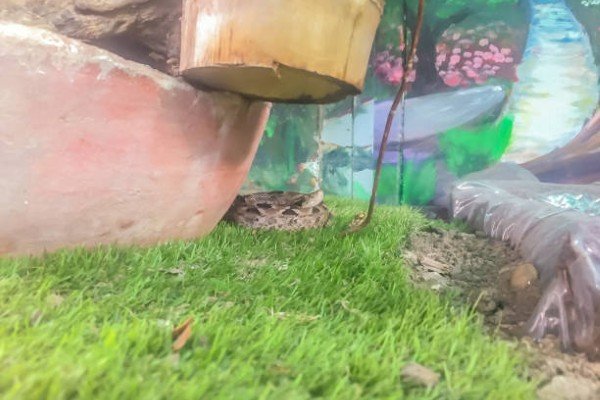 rắn chàm quạt 16