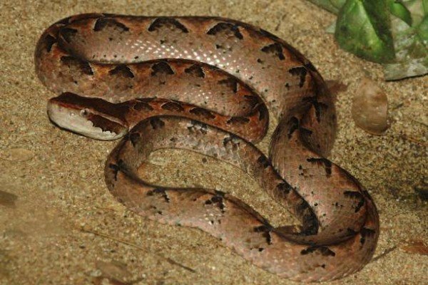 rắn chàm quạt 18